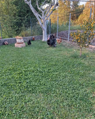 Galline e galletti