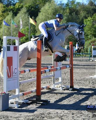 Cavallo Italiano