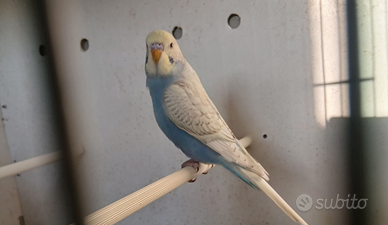 Cocorito maschio ott 2025