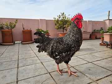 Gallo incrocio Amrocks e Marans - Genova