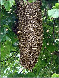 Recupero sciami di api