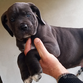 Cuccioli di cane corso italiano