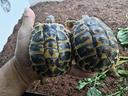 tartarughe-hermannii-2023-con-documen-e-microchip