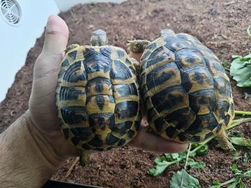 Tartarughe Hermannii 2023 con documen e microchip