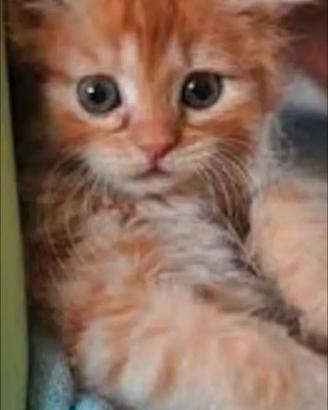 Gattini incrocio mainecoon
