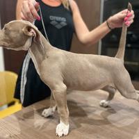 American PITBULL Terrier con Pedigree