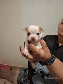 Cuccioli di chihuahua