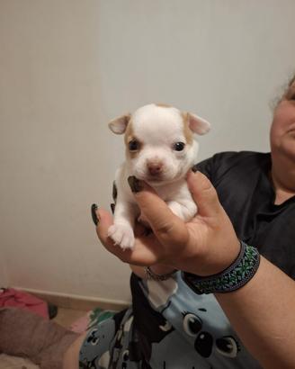 Cuccioli di chihuahua