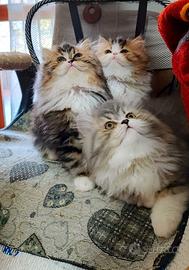 Gatto persiano