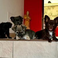 Chihuahua toy femmina e maschi