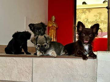 Chihuahua toy femmina e maschi