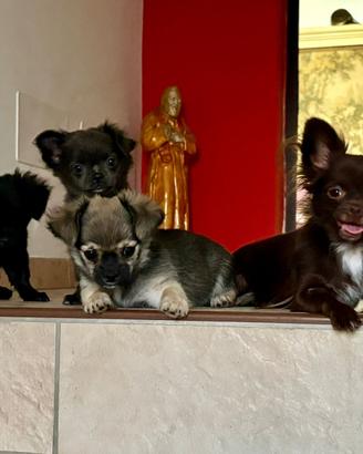 Chihuahua toy femmina e maschi