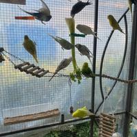 Vedo cocorite per esubero