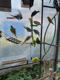 Vedo cocorite per esubero