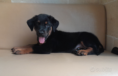 Cuccioli di Beauceron o Pastori Francesi