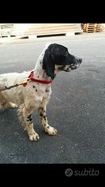 Setter Inglese