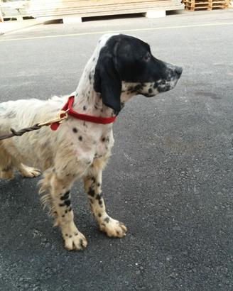 Setter Inglese