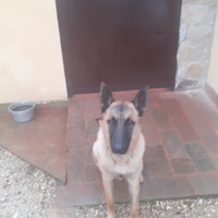 Pastore belga malinois