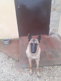 Pastore belga malinois