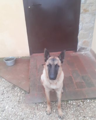Pastore belga malinois