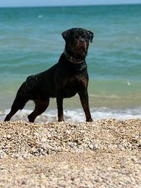 Rottweiler