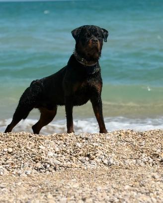 Rottweiler