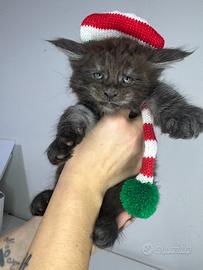 Cucciole Maine coon