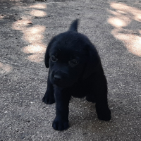 Cuccioli di labrador neri
