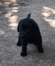 Cuccioli di labrador neri