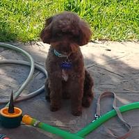 Accoppiamento Barboncino Toy