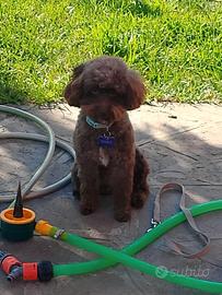 Accoppiamento Barboncino Toy