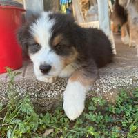 Cucciolo pastore australiano