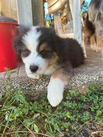 Cucciolo pastore australiano