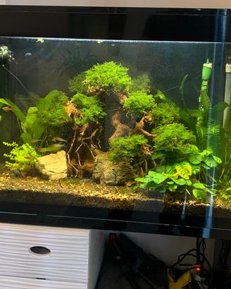 Acquario Askoll XL HC - perfett funzionante 130 Lt