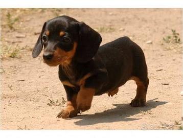 Cuccioli doxie pin