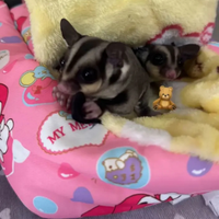 Petauri dello zucchero