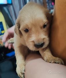 Cuccioli golden retriver