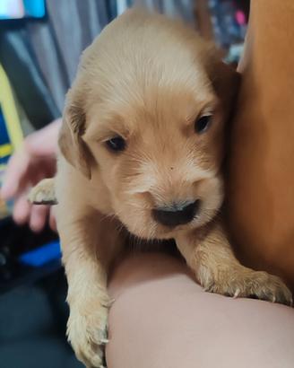 Cuccioli golden retriver