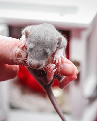 Cuccioli di ratto domestico
