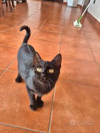Cucciolo di gatto