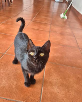 Cucciolo di gatto