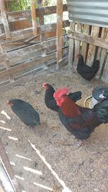 Galline pulcinotti marans