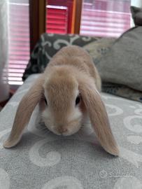 Cuccioli Coniglio Ariete Nano Disponibili