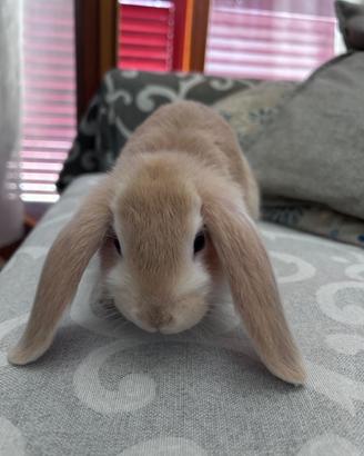 Cuccioli Coniglio Ariete Nano Disponibili