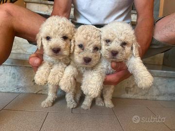 Cuccioli Lagotto