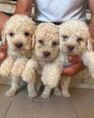 Cuccioli Lagotto