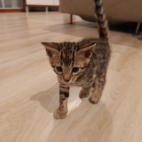 Ultimo cucciolo Bengala