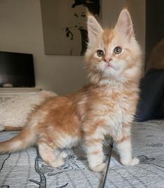 Maine coon
