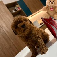 Barboncini toy e mini toy