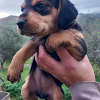 Beagle bassotto